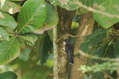 Cacomantis passerinus