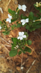 Dyschoriste burchellii