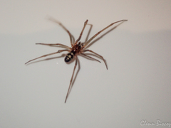 Steatoda grossa