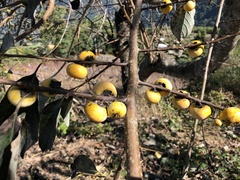 Diospyros japonica