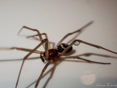 Steatoda grossa