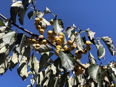 Diospyros japonica