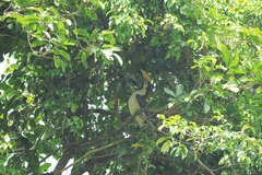 Ocyceros gingalensis