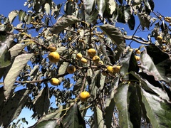 Diospyros japonica