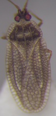 Acalypta gracilis