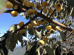 Diospyros japonica