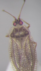 Acalypta gracilis
