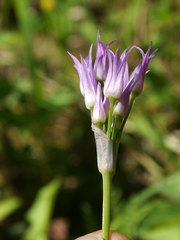 Allium geyeri