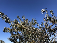 Diospyros japonica
