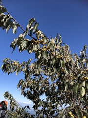 Diospyros japonica