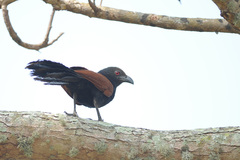 Centropus sinensis parroti