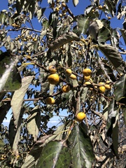 Diospyros japonica