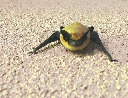 Canyon Bat