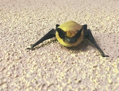 Western Pipistrelle photo 2