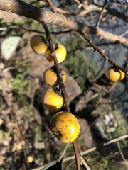 Diospyros japonica