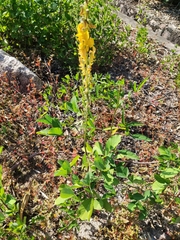 Crotalaria trichotoma