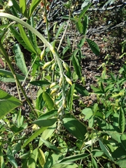 Crotalaria trichotoma
