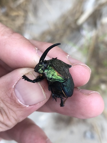 Phanaeus difformis photo 4