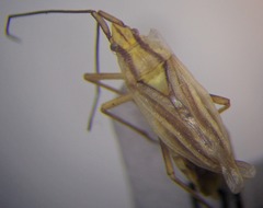 Acetropis carinata