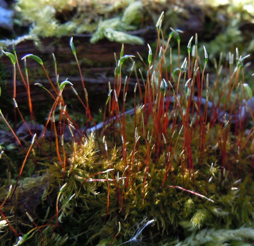 pavučinovec plazivý (Amblystegium serpens)