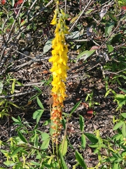 Crotalaria trichotoma