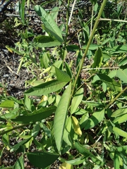 Crotalaria trichotoma