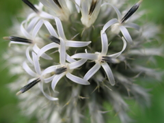Echinops exaltatus
