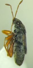 Acompus pallipes