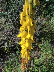 Crotalaria trichotoma