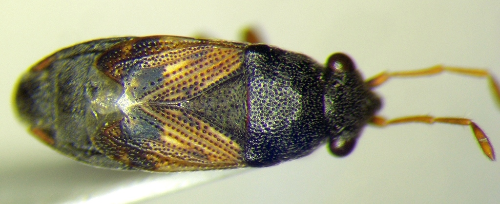 Acompus pallipes
