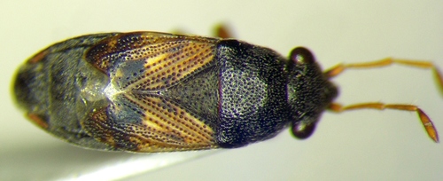 Acompus pallipes
