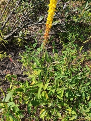 Crotalaria trichotoma