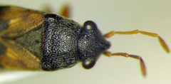 Acompus pallipes