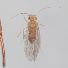 Lachesilla