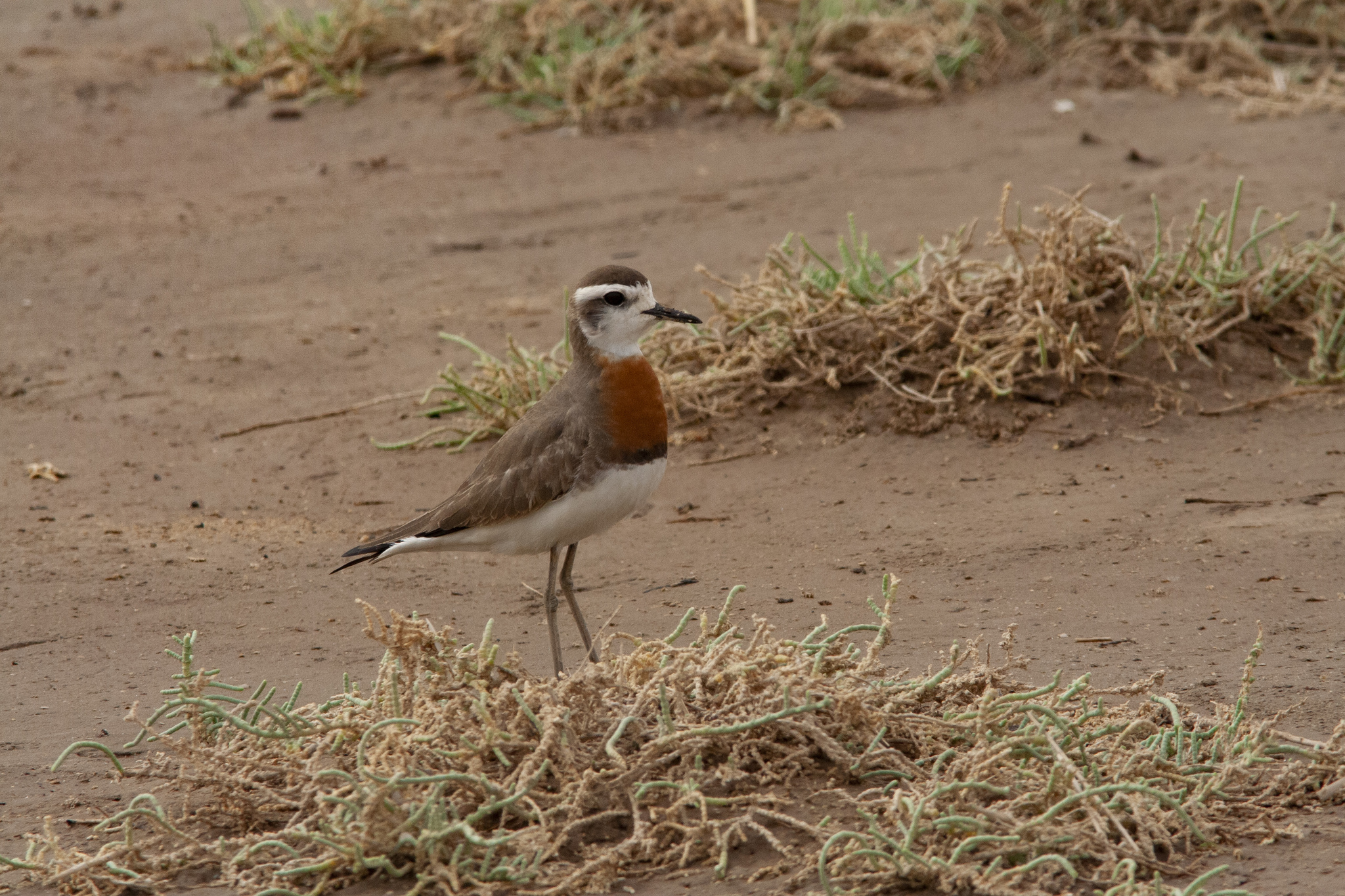 Caspian Plover