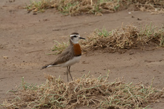 Charadrius asiaticus
