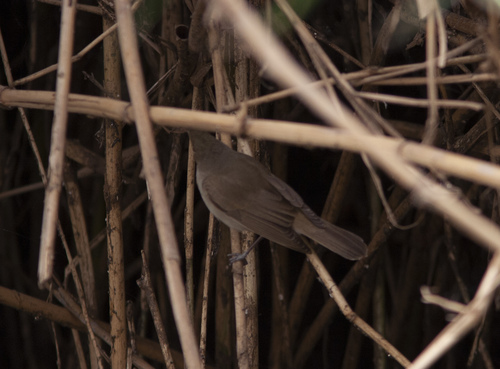 Basra Reed Warbler (Acrocephalus griseldis), photo 7