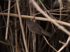 Acrocephalus griseldis