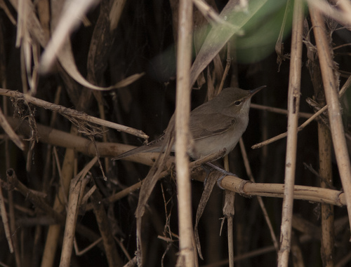 Basra Reed Warbler (Acrocephalus griseldis), photo 8