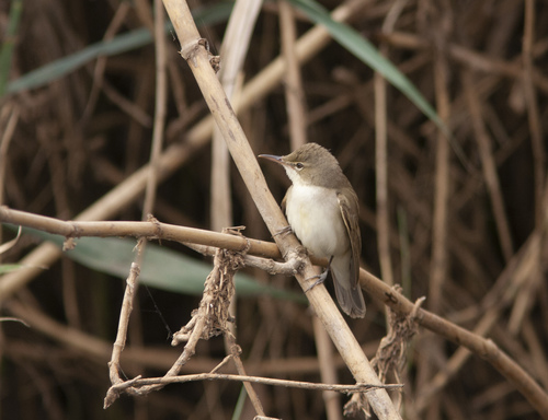 Basra Reed Warbler (Acrocephalus griseldis), photo 9