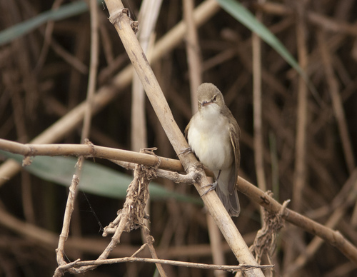 Basra Reed Warbler (Acrocephalus griseldis), photo 10
