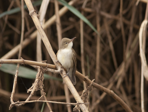 Basra Reed Warbler (Acrocephalus griseldis), photo 6