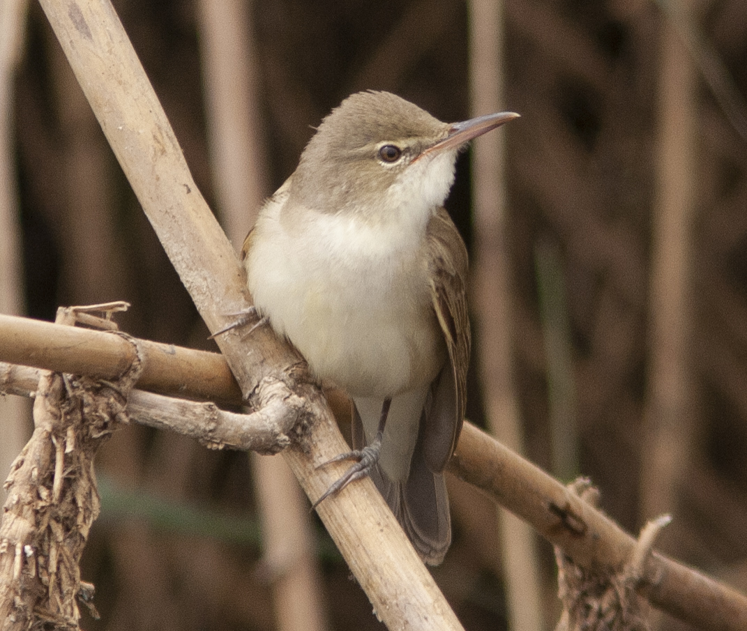 Basra Reed Warbler illustration