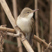 Basra Reed Warbler - Photo (c) Tero Linjama, some rights reserved (CC BY-NC), uploaded by Tero Linjama