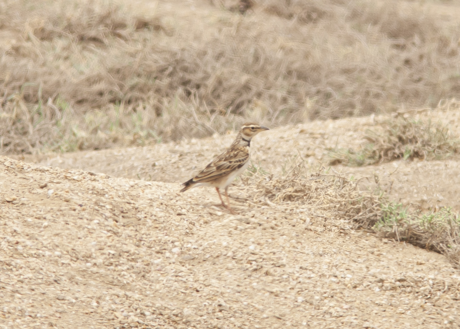 Bimaculated Lark