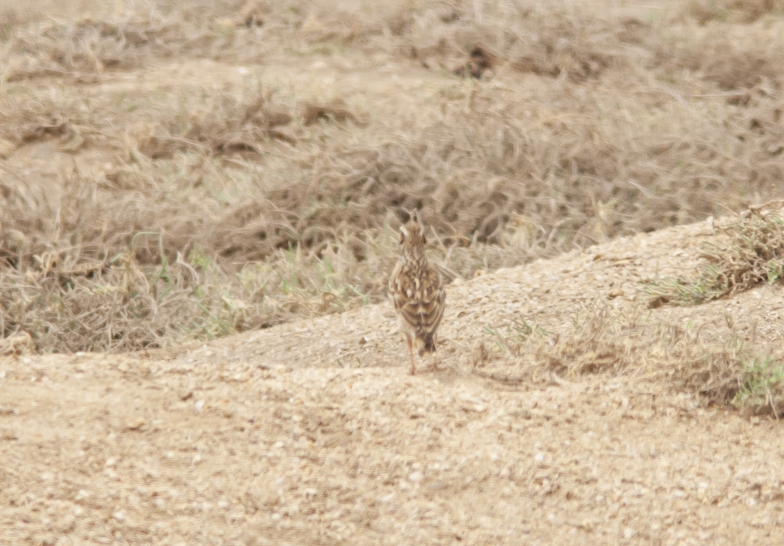 Bimaculated Lark