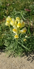 Linaria vulgaris