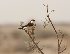 Lanius senator niloticus