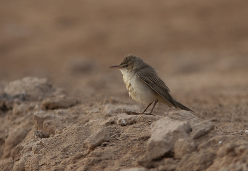 Basra Reed Warbler (Acrocephalus griseldis), photo 3