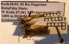 Adelphocoris ticinensis